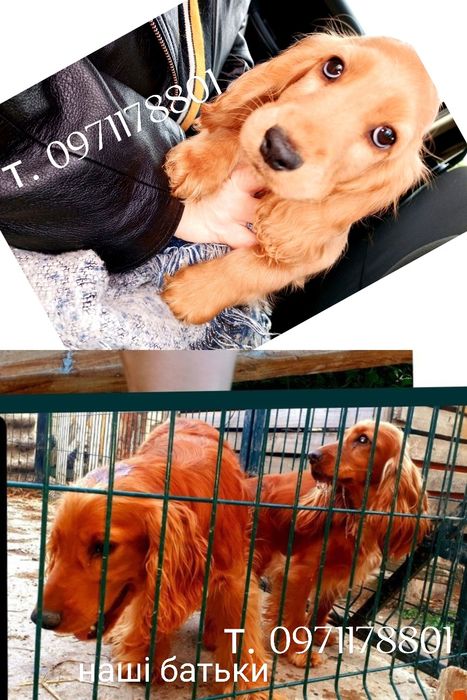 вакцини Нобівак міжнародний з Держпродспоживслужби  паспорт