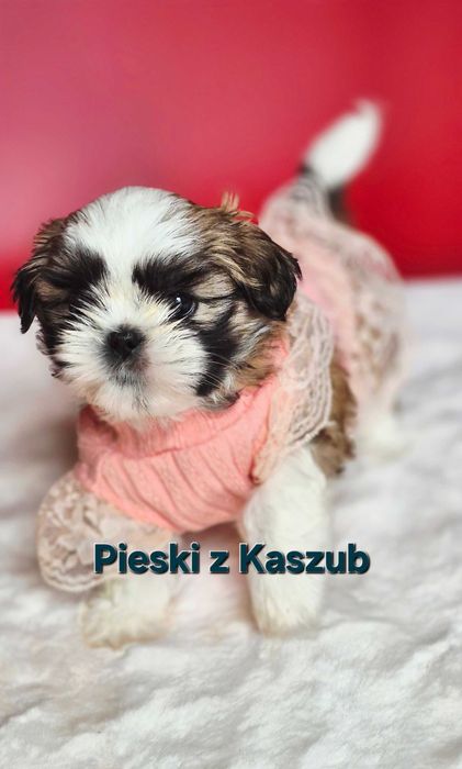 Shih-tzu Ost. dziewczynka do rezerwacji z Hodowli Pieski z Kaszub