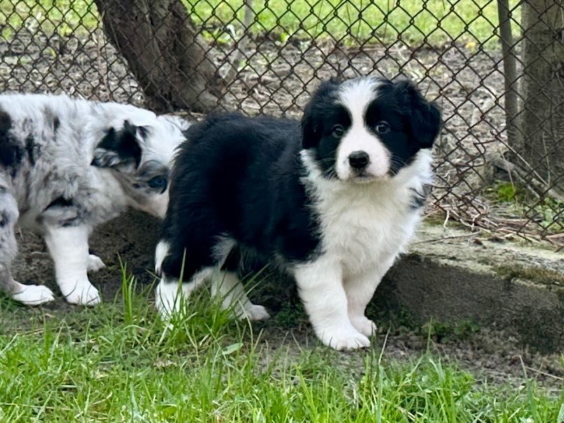 Border Collie FCI / ZKwP