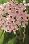 Hoya carnosa flor de cera