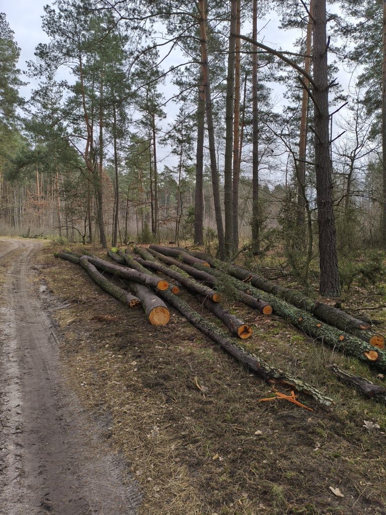 Olcha tartaczna, dłużyca