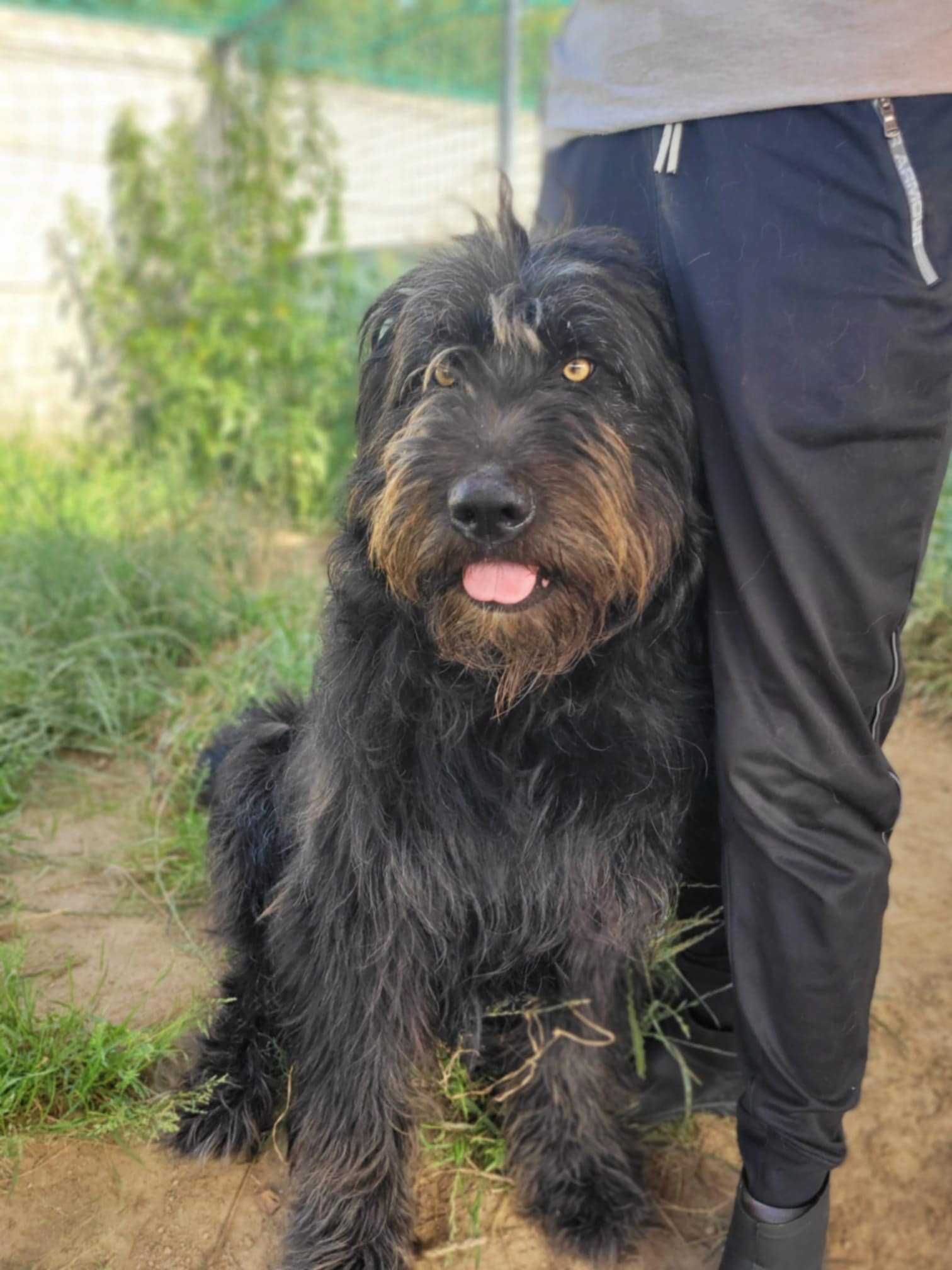 Przyjazny BRYTAN w typie owczarka briard szuka domu !!