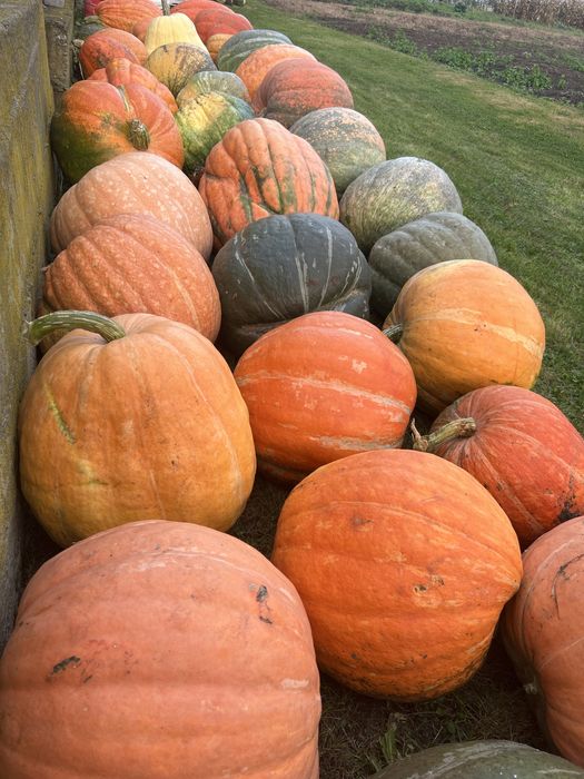 Гарбуз великий, з городу