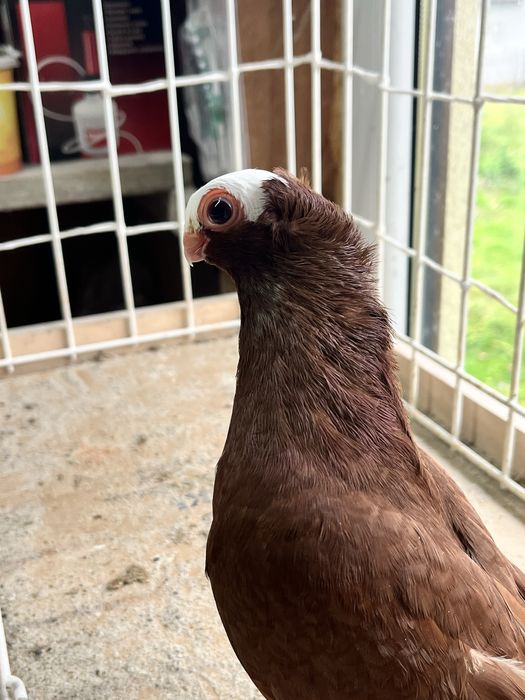 samiec kolcaty 2025r