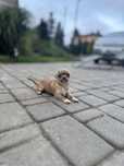 Suczka chihuahua xxs