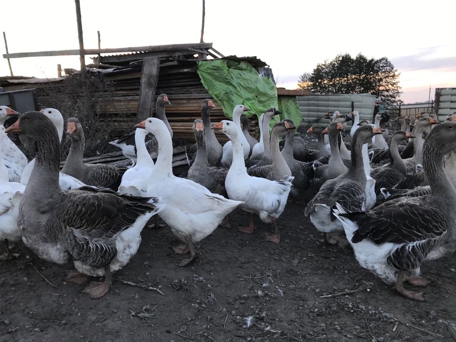 Гуси різні  . Можливо обмін на зернові.