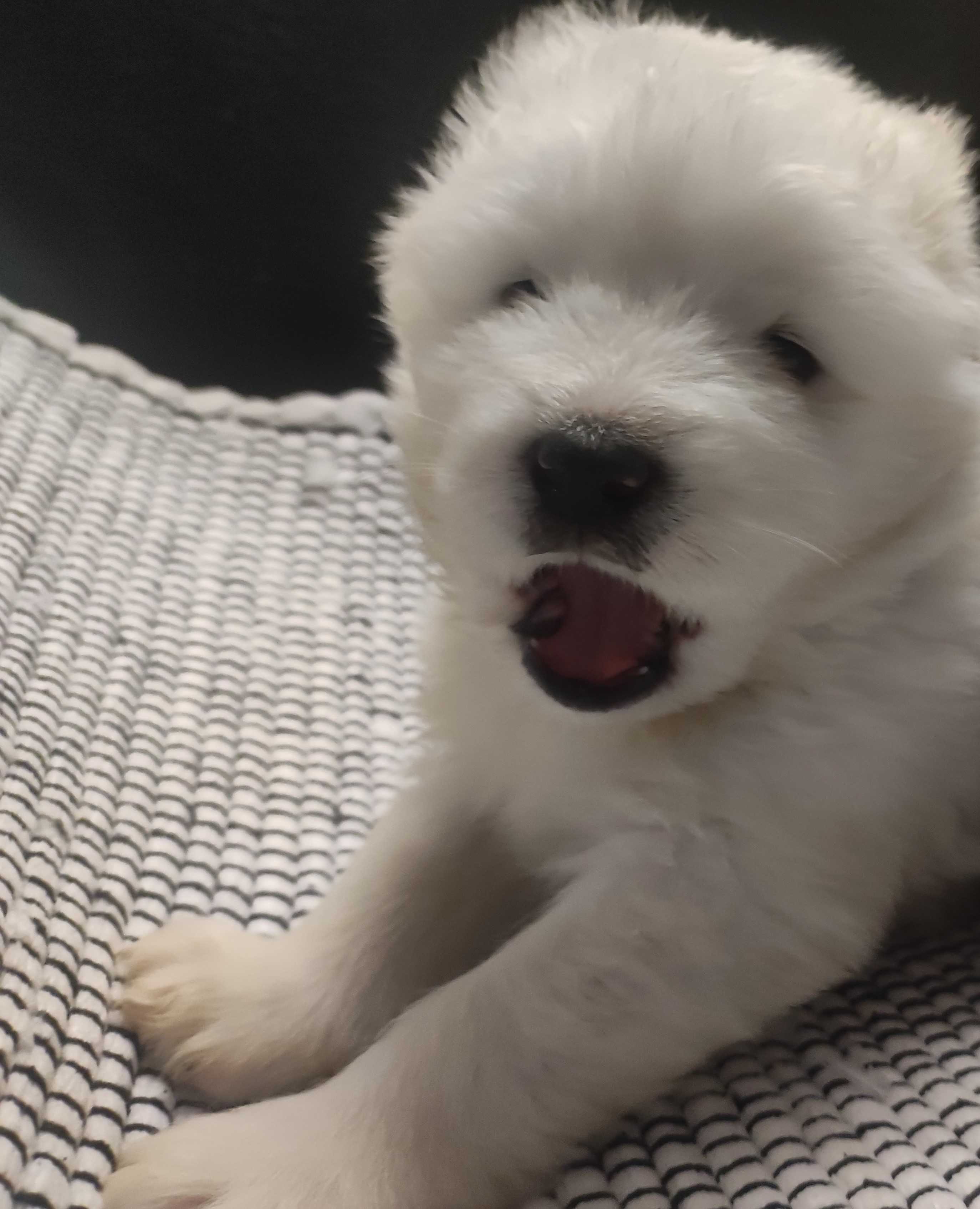 Samoyed FCI Samojed ZKwP