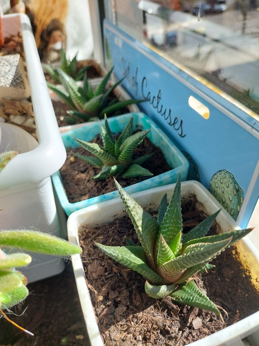 Haworthia Limifolia - suculenta