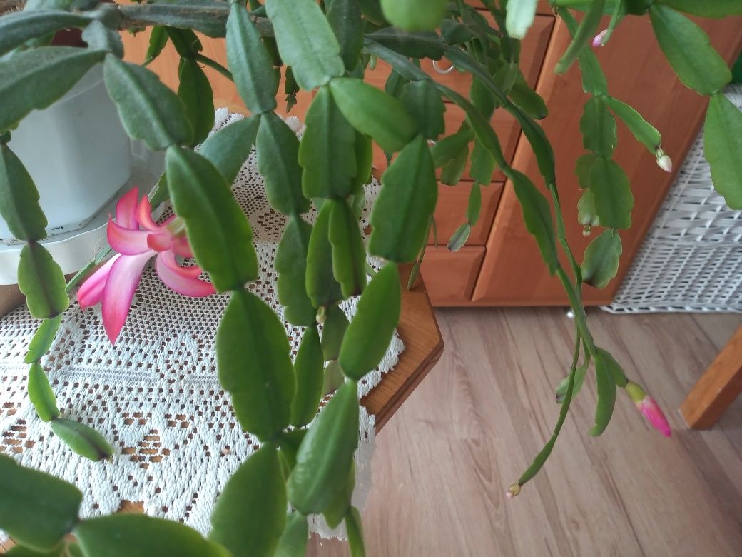 Grudnik kaktus bożonarodzeniowy, duży