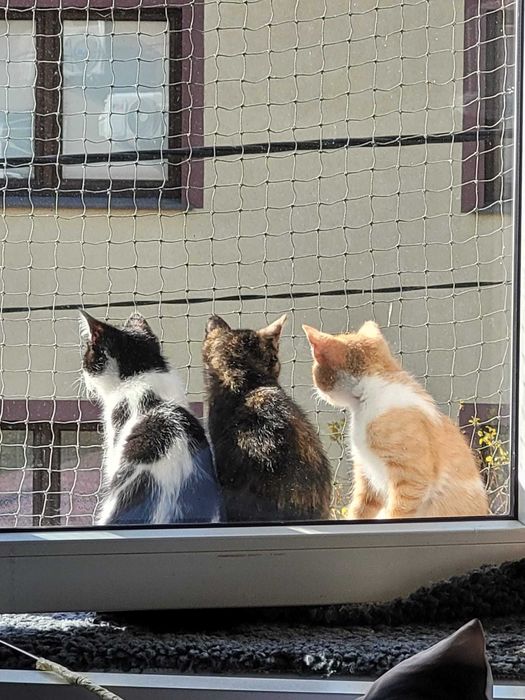 Jacek,Placek,Agatka, kocięta przylepki do adopcji, dom NIEWYCHODZĄCY