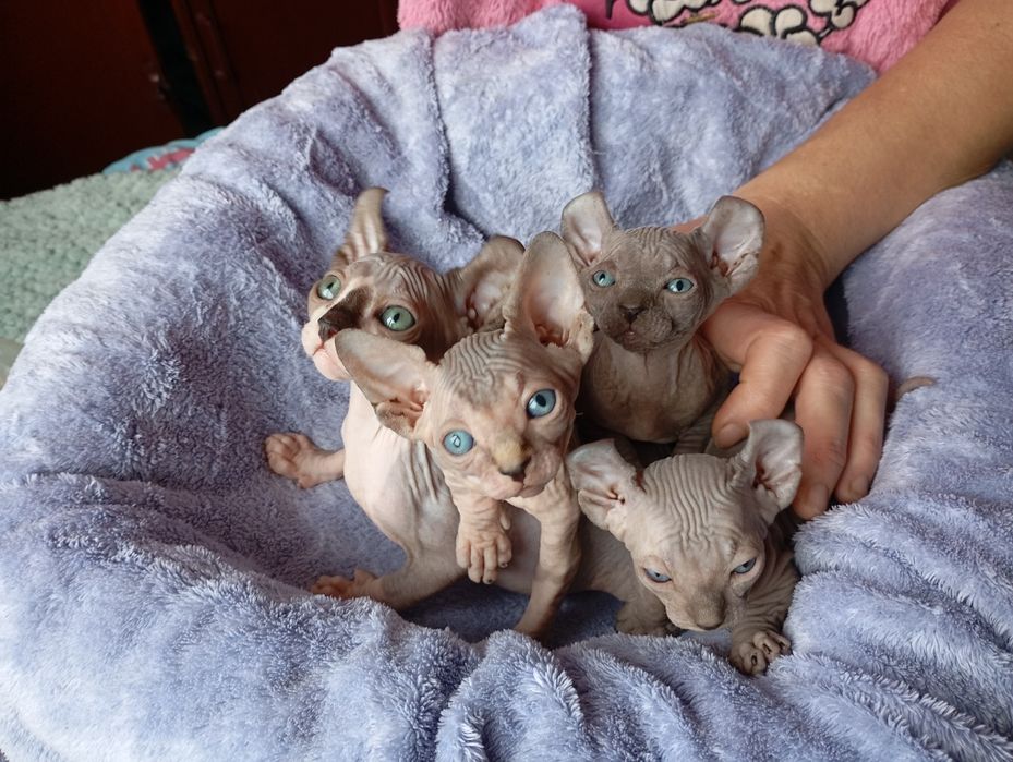 Ельфики Двельфики малиші готові до броні