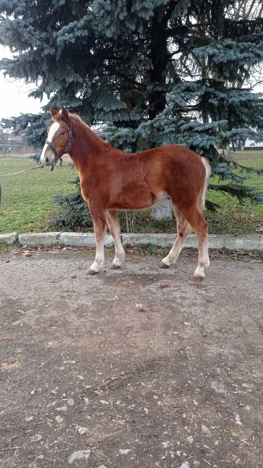 Лоша, ваговоз, 8 міс