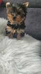Yorkshire terrier