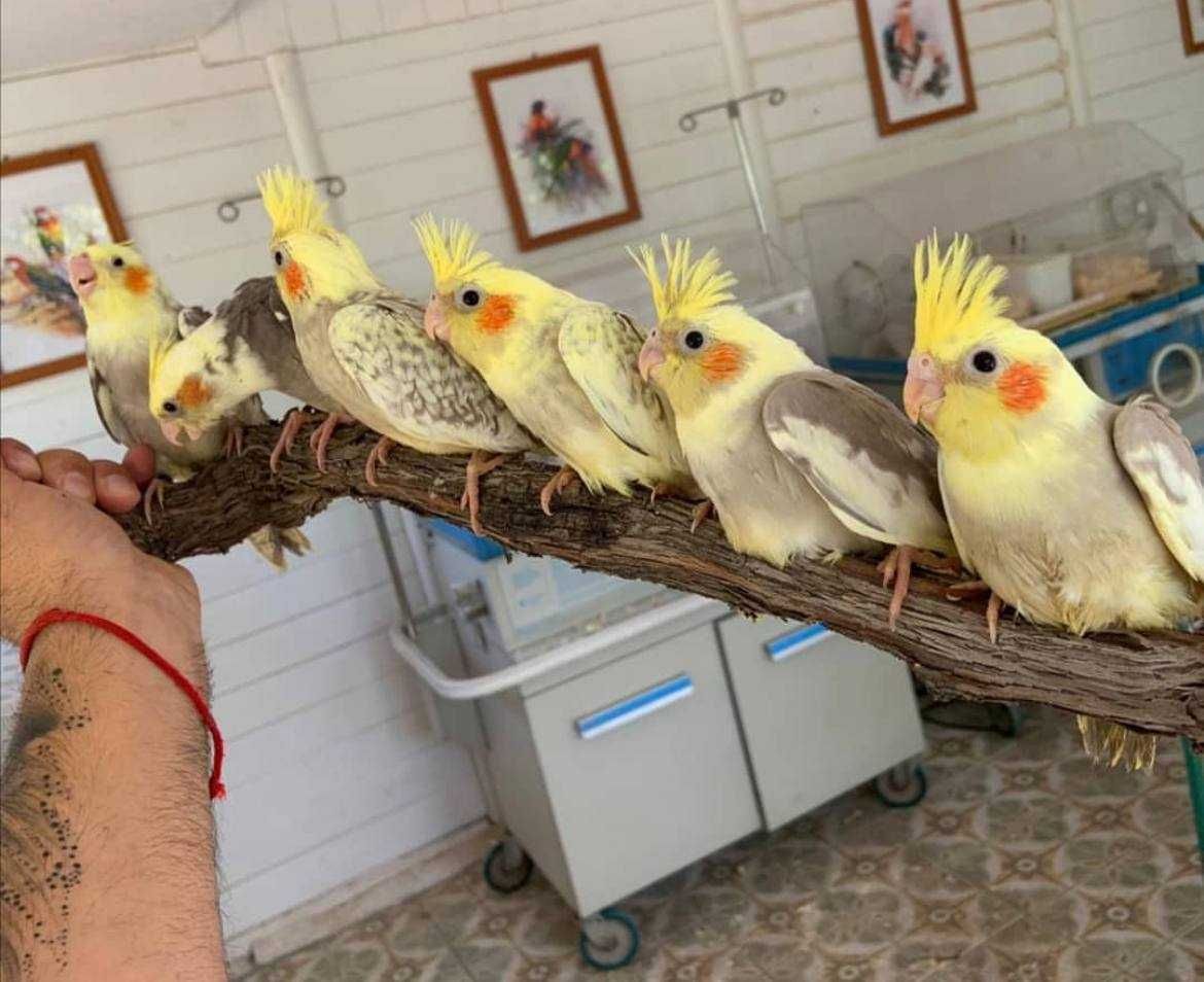 папуги Корелли різних забарвлень