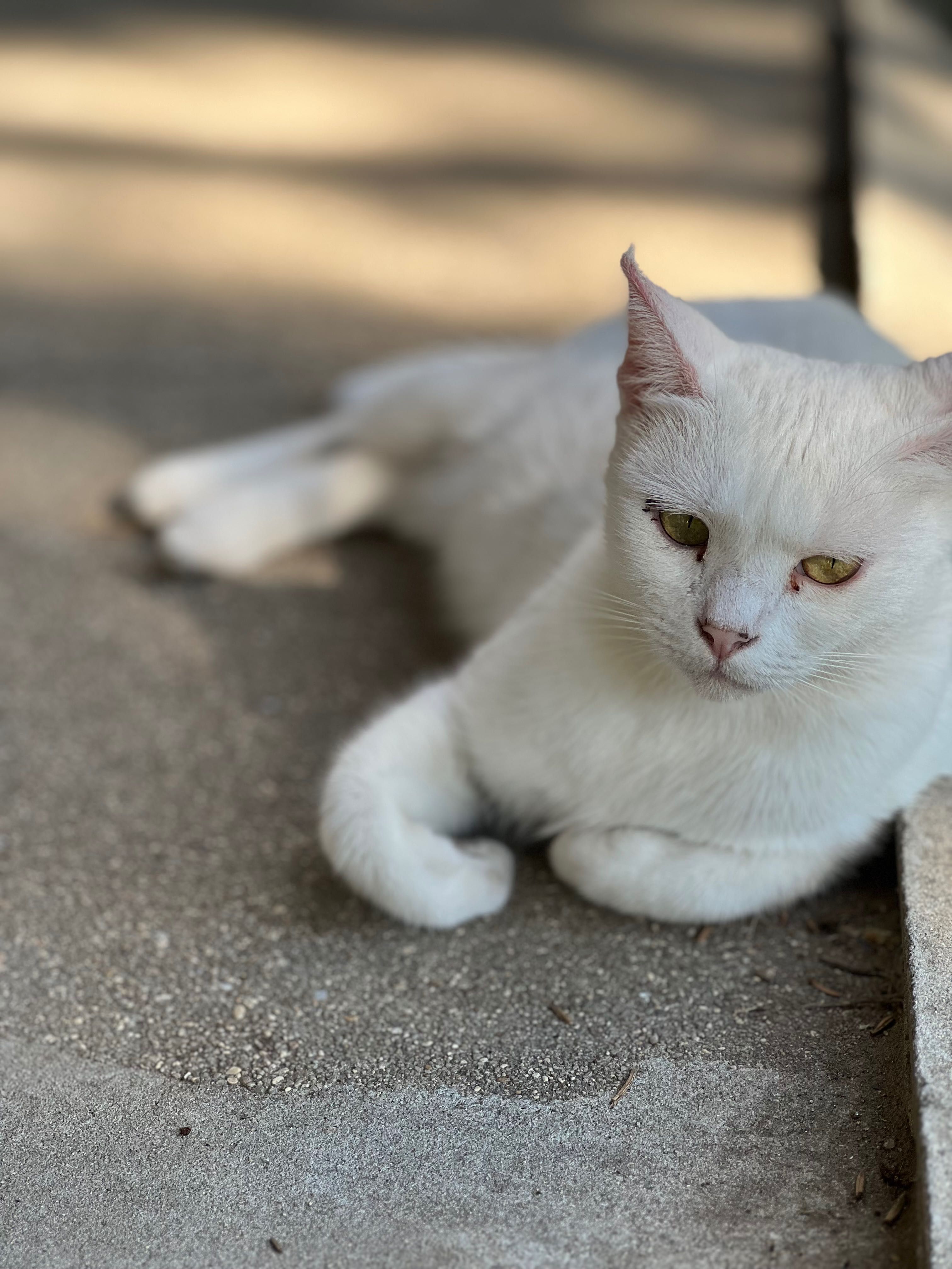 Gatinha branca para adoção - URGENTE