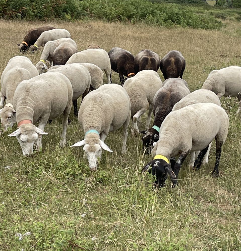 Rebanho de ovelhas prenhas de várias raças e carneiros reprodutores