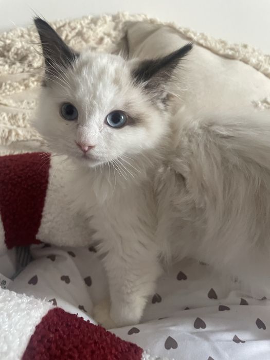 Ragdoll rodzice  FPL  kot kotka seal bicolor