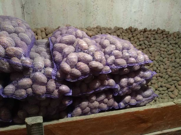 Продам картоплю ТЕРМІНОВО