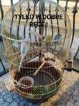 Dwie papugi faliste parka jest do sprzedania