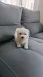 Bichon Maltês fêmea disponível