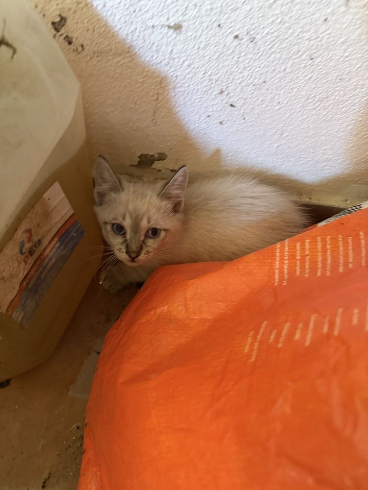 Gatinhos com quase 2 meses