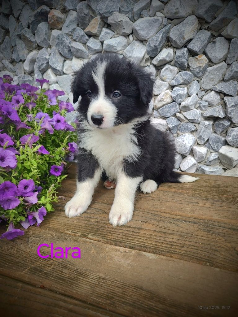 Border collie śliczna suczka, przebadani rodzice