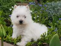 West highland white terrier,west,westy