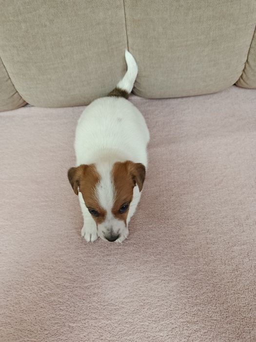 Śliczna suczka Jack Russell Terrier