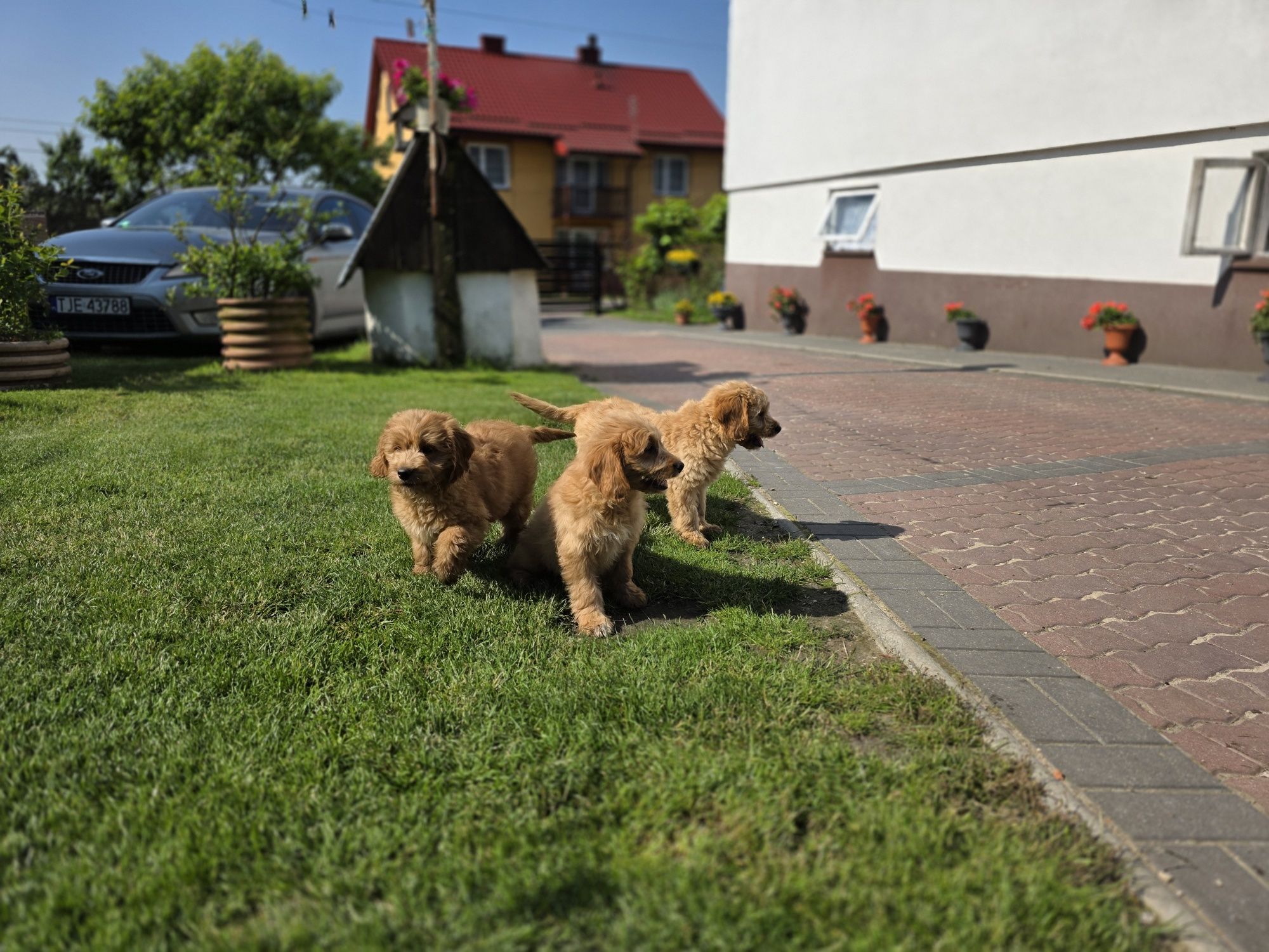 Goldendoodle piesek f1
