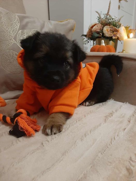 Maluszki szukają domów.