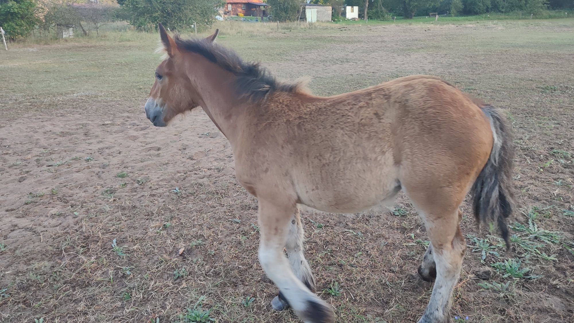 Sprzedam klacz gniadą