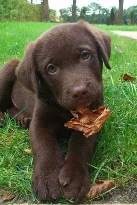Labrador chocolate bebe