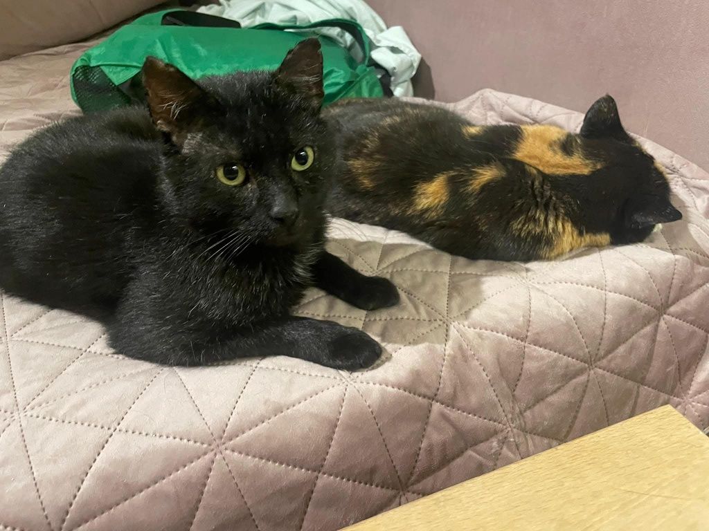 Kochany Lucky czeka na adopcje