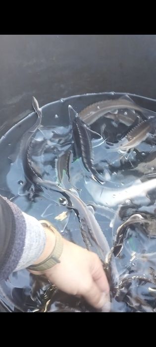 Мальок зарибок рибка осетр форель