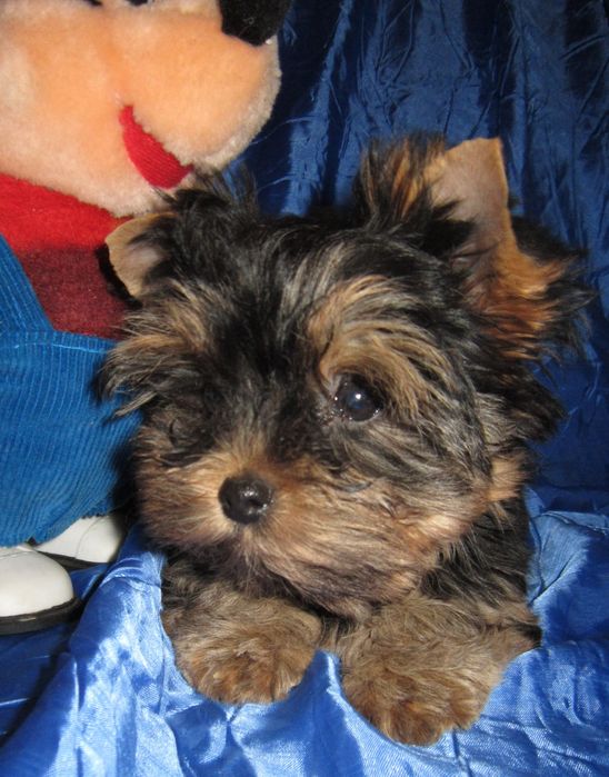 Достойная девочка йоркширского терьера .Док.КСУ , ветпаспорт.