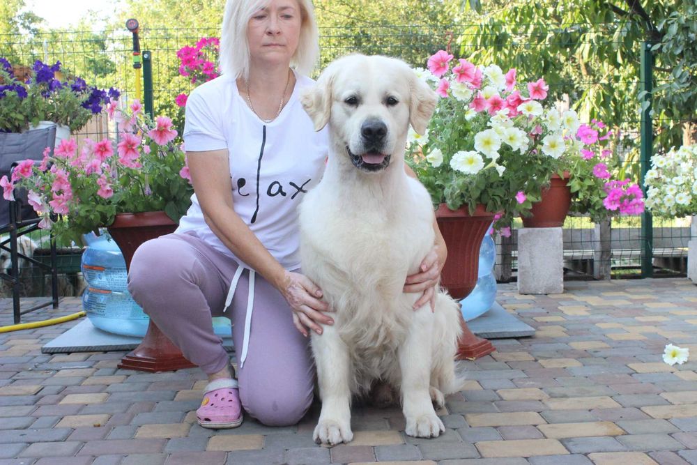 Племенной кобель Голден Ретривер