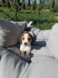 Piesek Beagle gotowy do odbioru metryka czip Świat Beagla
