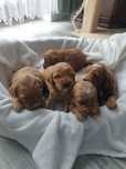 Cockapoo. Hybryda. Chłopczyk. Cocker Spaniel Angielski/ Pudel miniatur
