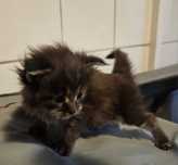 Kotka maine coon