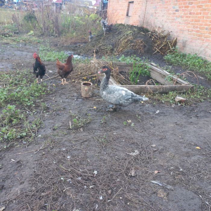 Пропоную вільних качурів важкої лінії.Є вільні 2 темносині, 1 Лаванда