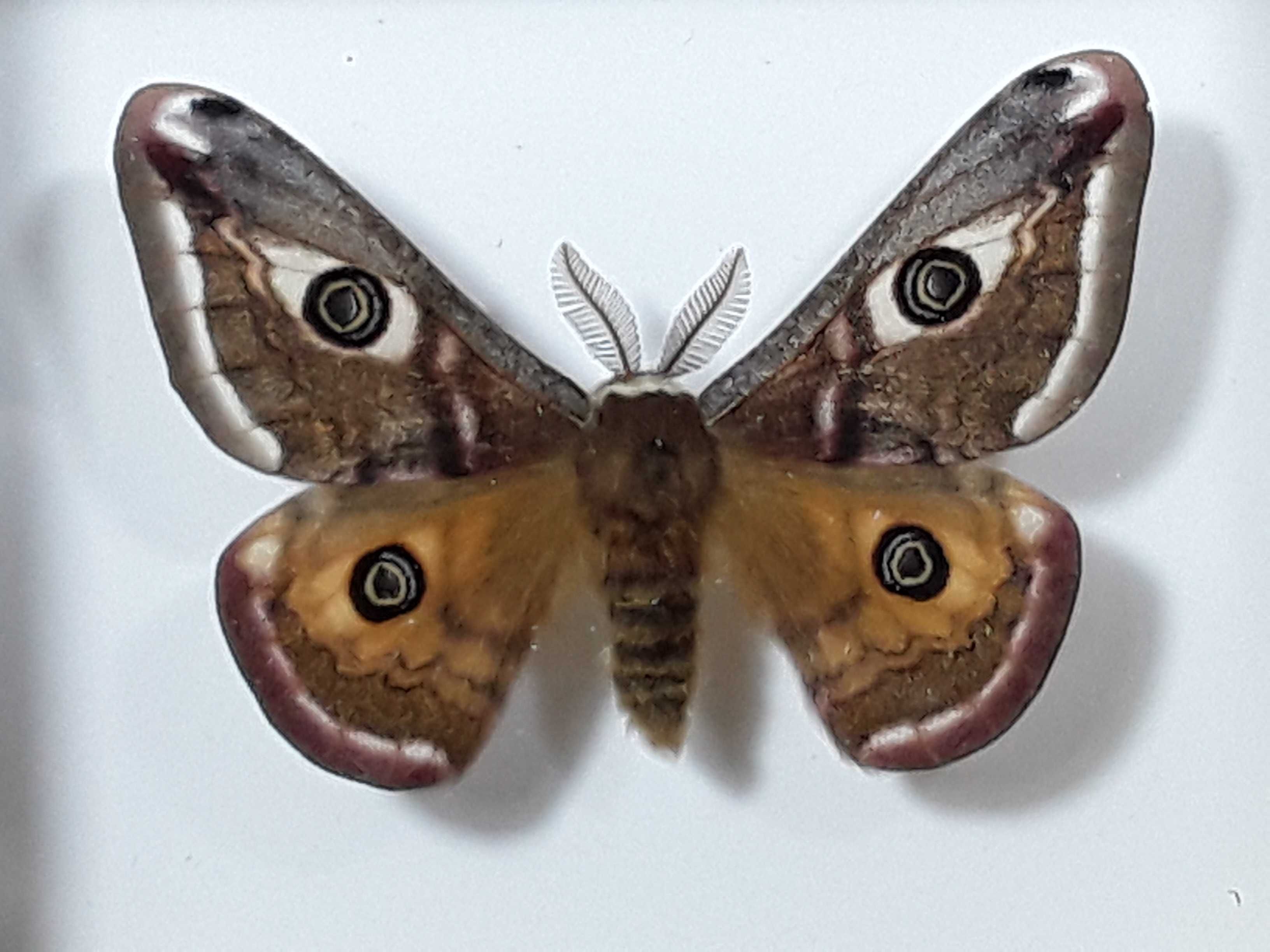 Motyl w ramce / gablotce 10x8 cm . Saturnia pawonia - Pawica grabówka