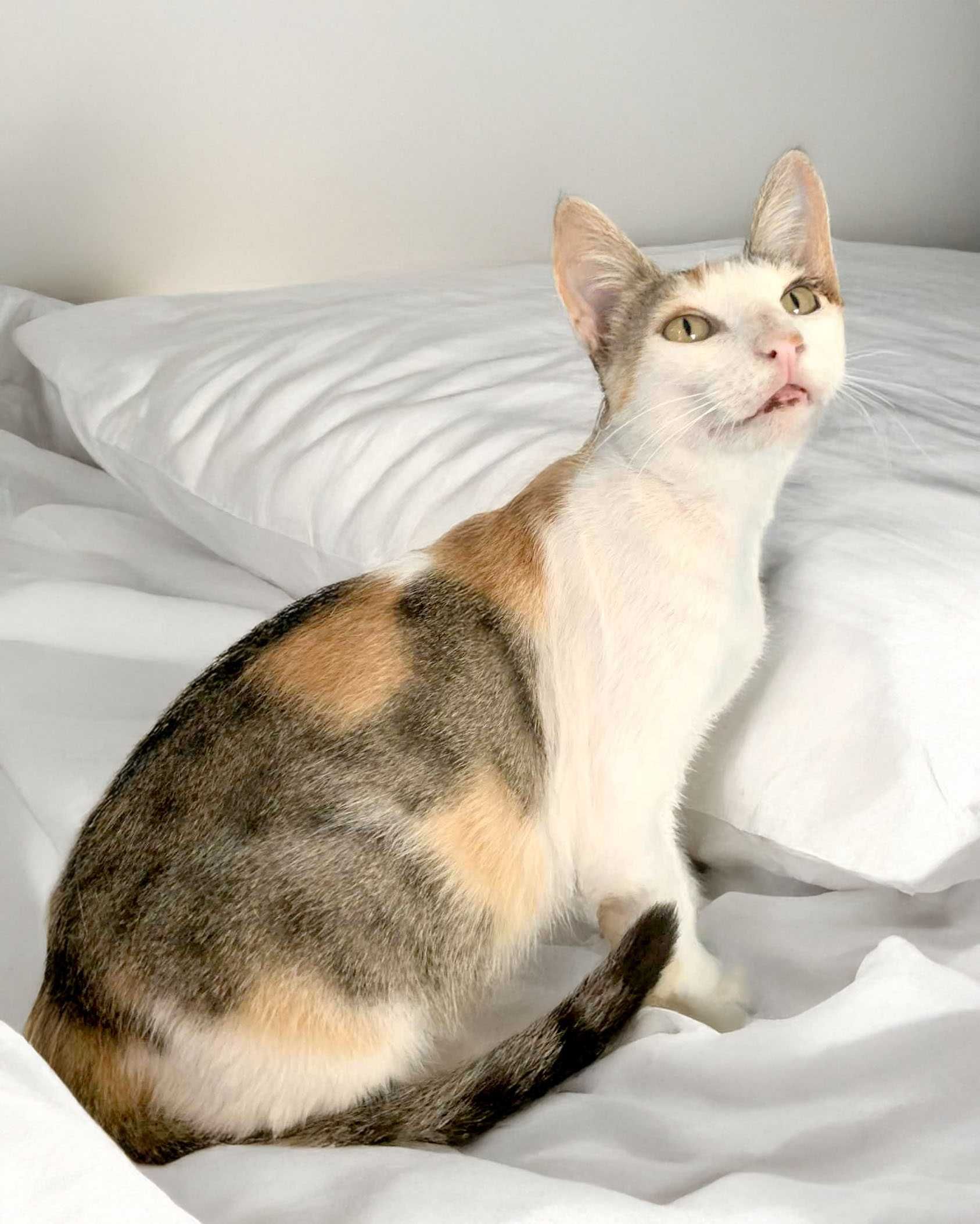 Setúbal / Margem Sul / Lisboa — LEOPOLDINA, gatinha para adoção