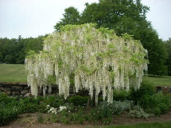 WISTERIA Glicynia Szczepiona Cena 75 zł