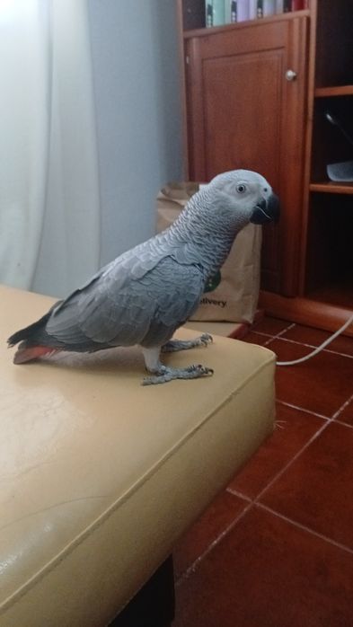 Papagaio com 8 meses