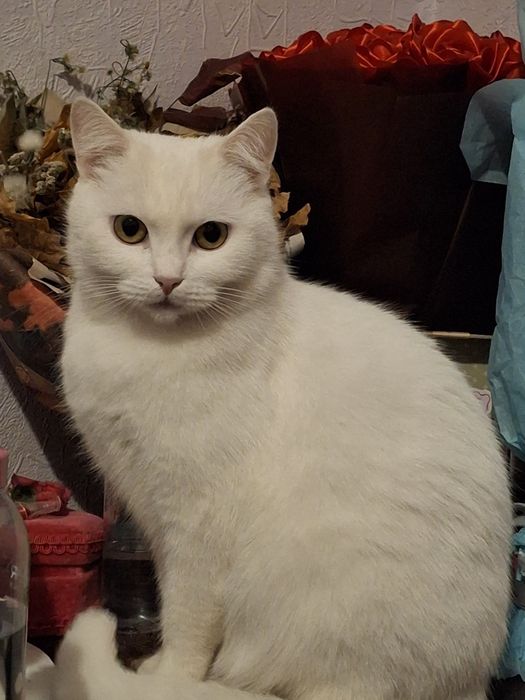 ‼️Пропала Кошка‼️