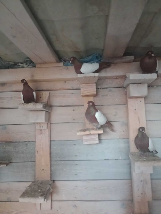 Lustrzaki - wiedeński białotarczowy