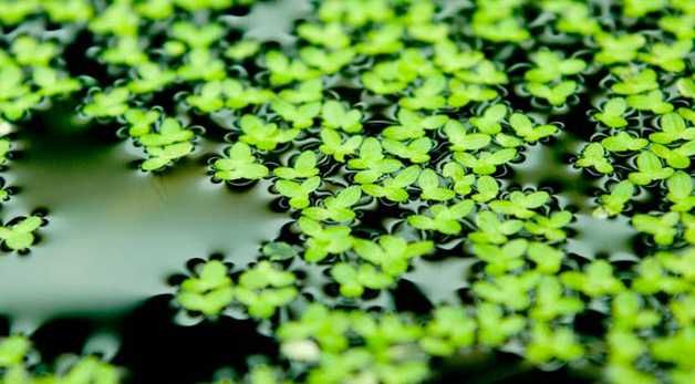 Lemna / Salvina / Limnobium / Ceratophylum -flutuantes- aquário, lago