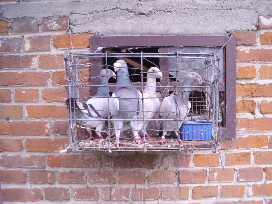 Gołębie rzeszowskie