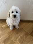 Bichpoo, poochon. Pudel red, bichon frise, pies gotowy do odbioru