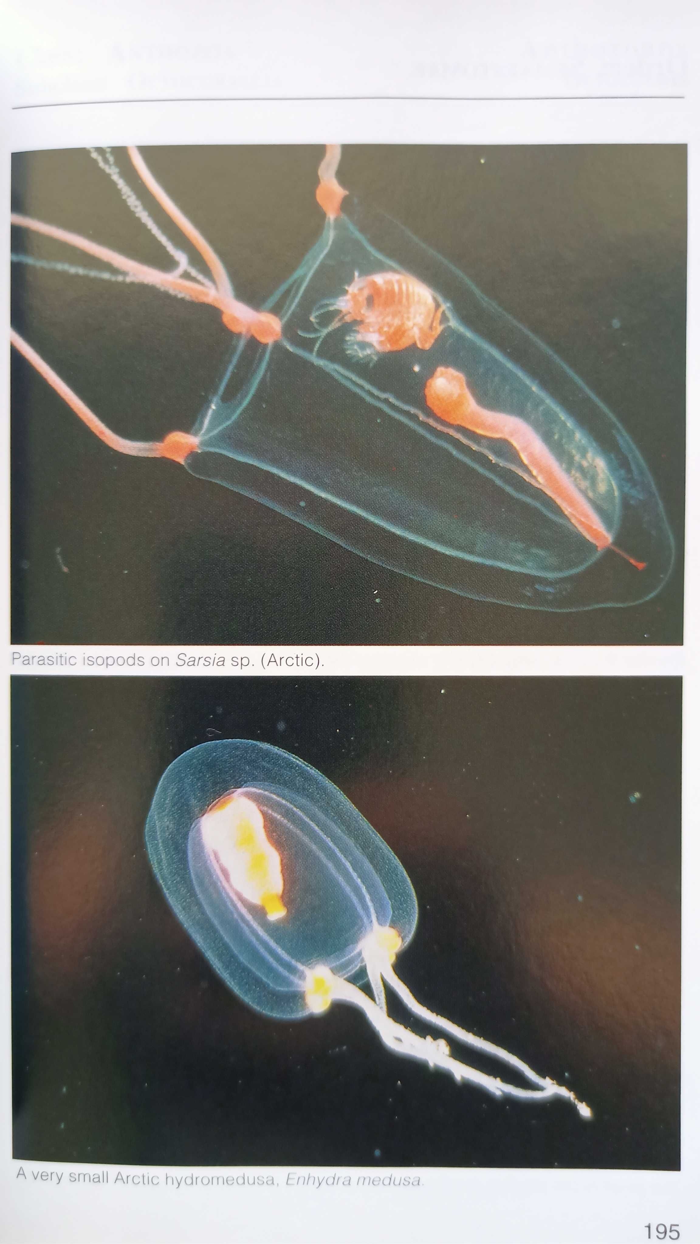 3 Atlas de Água Salgada (peixes, corais e invertebrados)